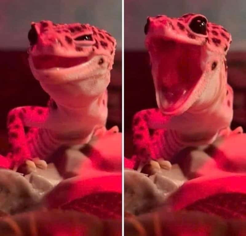 Close-up of a gecko with a wide open mouth, showing its teeth and tongue.