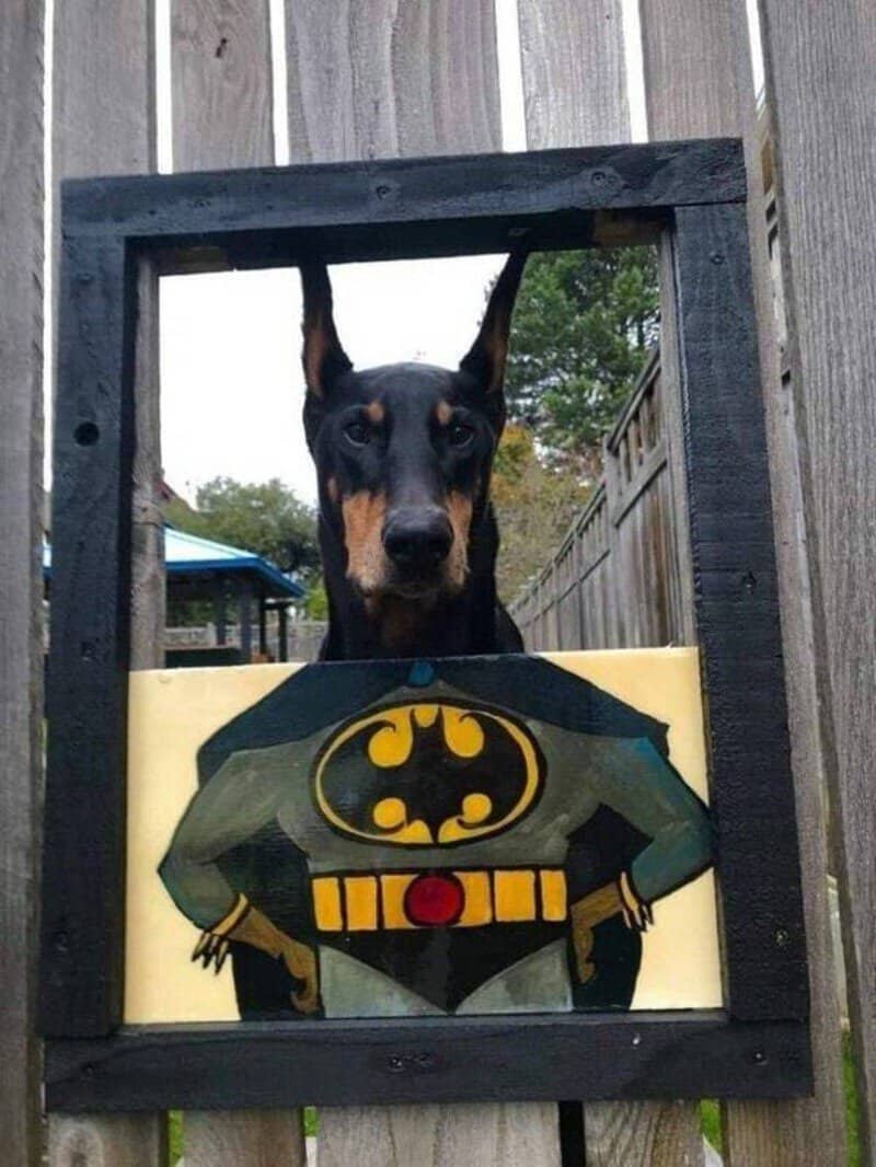 Dog behind a Batman-themed cutout with a wooden fence in the background.