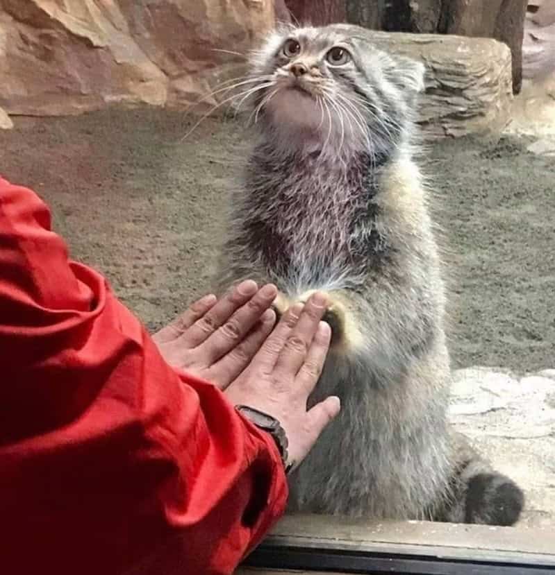 A small otter with wet fur and big eyes touches a person's hand through glass.