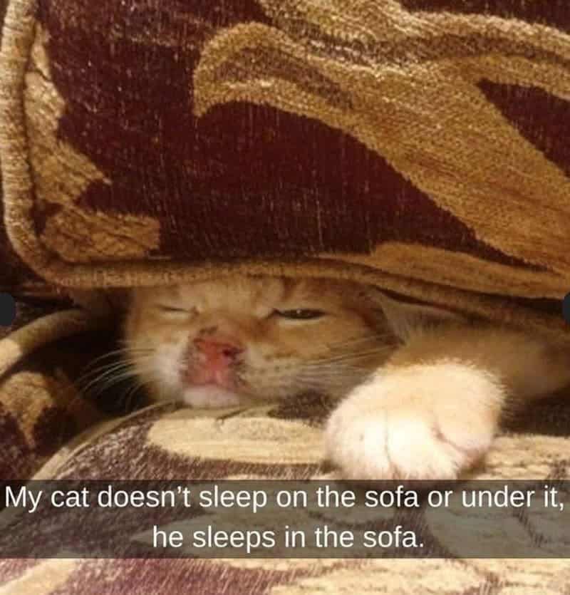 Cat sleeping in the sofa with a caption about its sleeping habits.