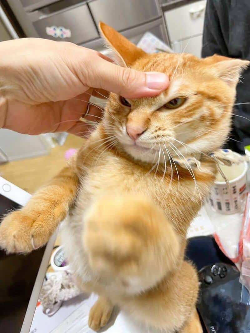 Person petting an orange tabby cat with one hand, cat winking.