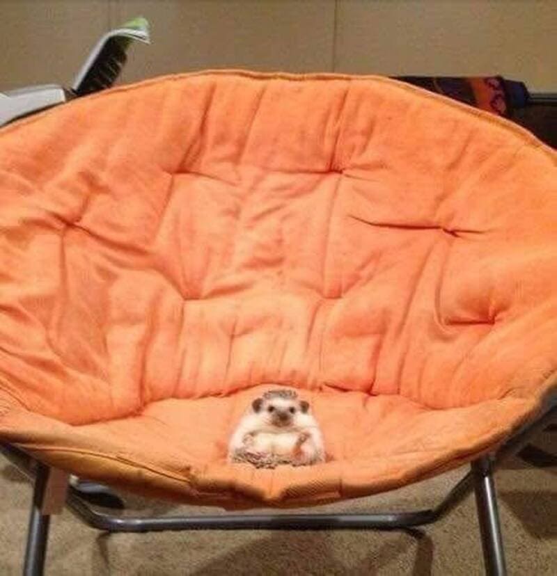 Small hedgehog sitting on an orange cushioned chair.