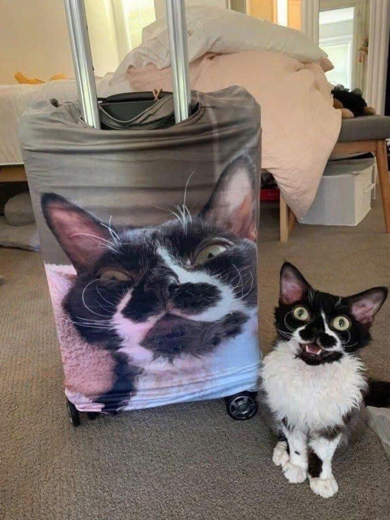 Cat with a mustache on a suitcase with a large photo of a cat's face.