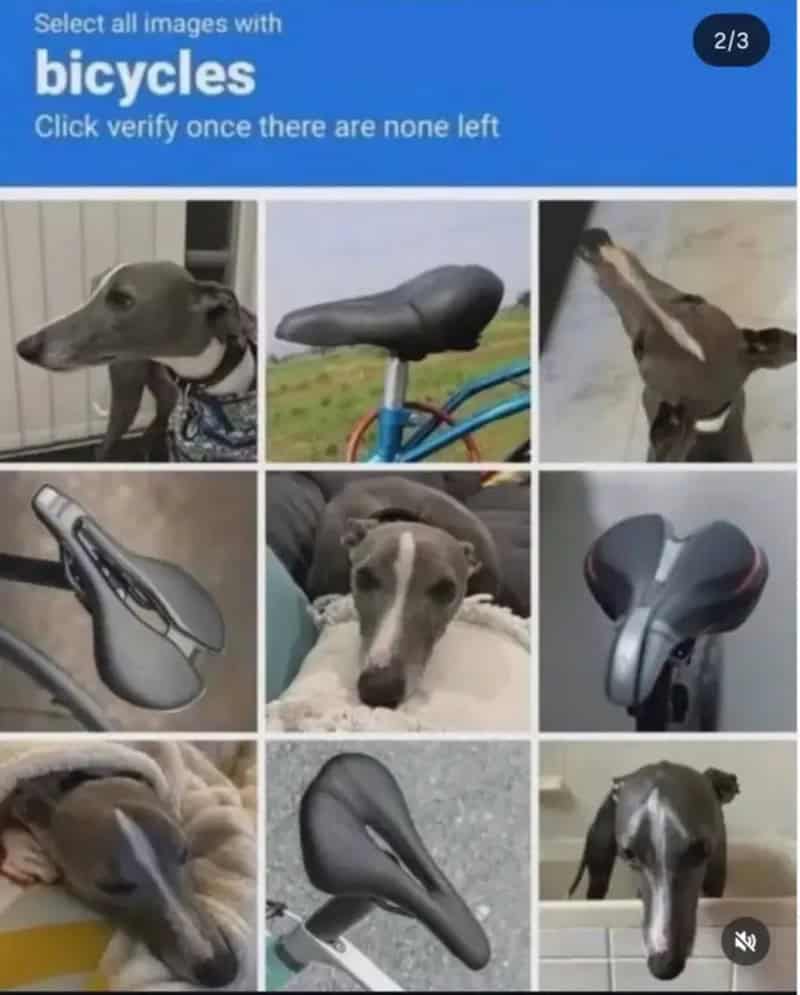 Collection of images featuring various bicycles and dogs with bike seats.