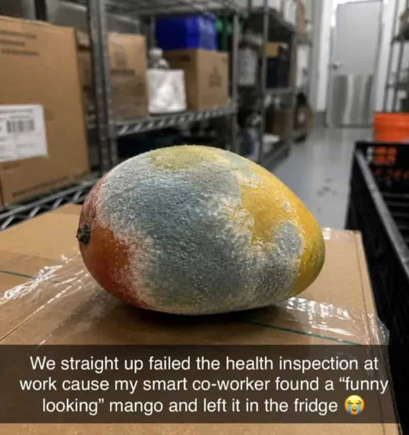 Frosted mango with funny look, left in the fridge after health inspection failure.