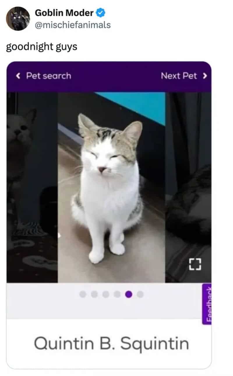 A cat with closed eyes and a happy expression on a pet search app.