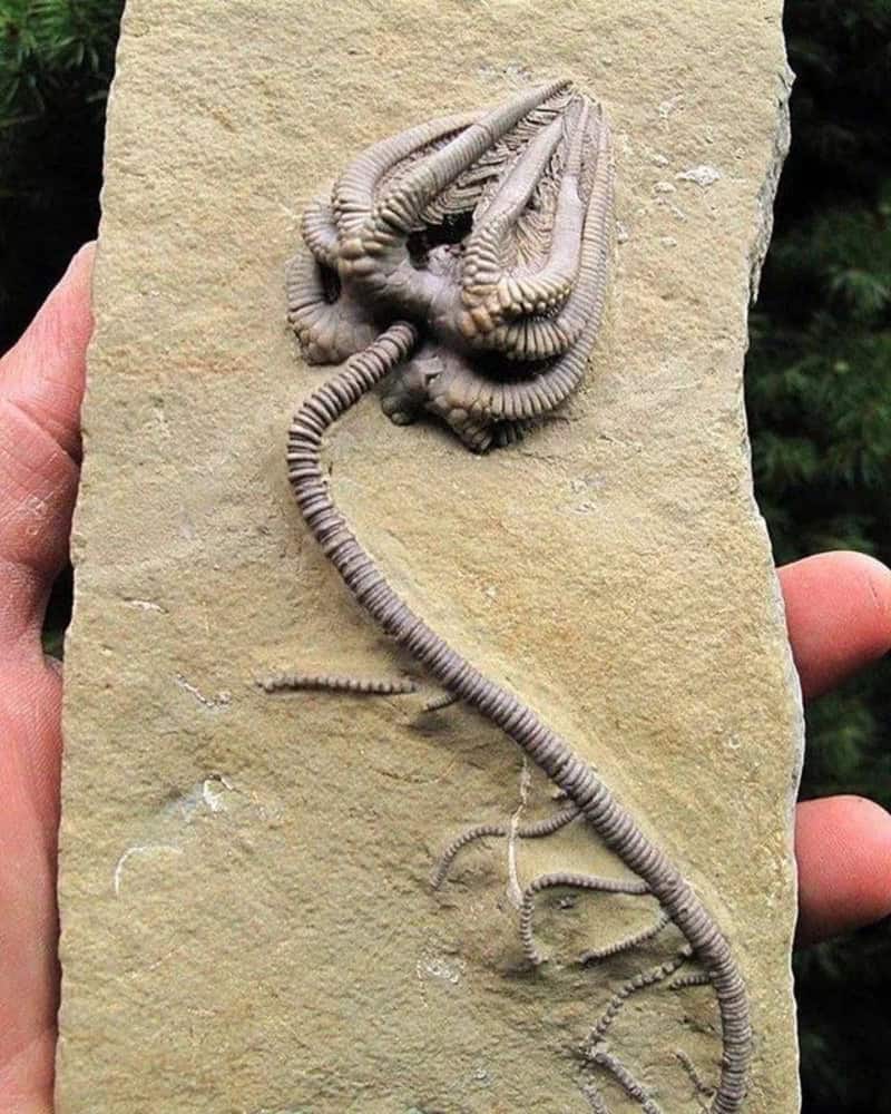 Fossil of a curled-up ancient marine creature on a beige stone slab.
