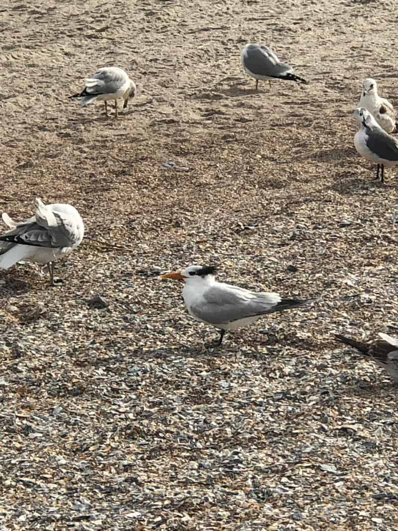 Seagulls standing on a sandy ground with one in the center holding a fish in its beak.