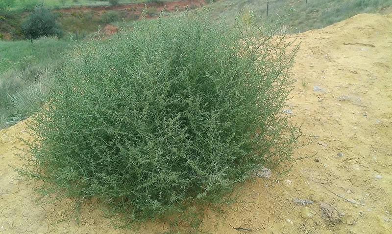 A green bush growing on sandy soil with a blurred background.