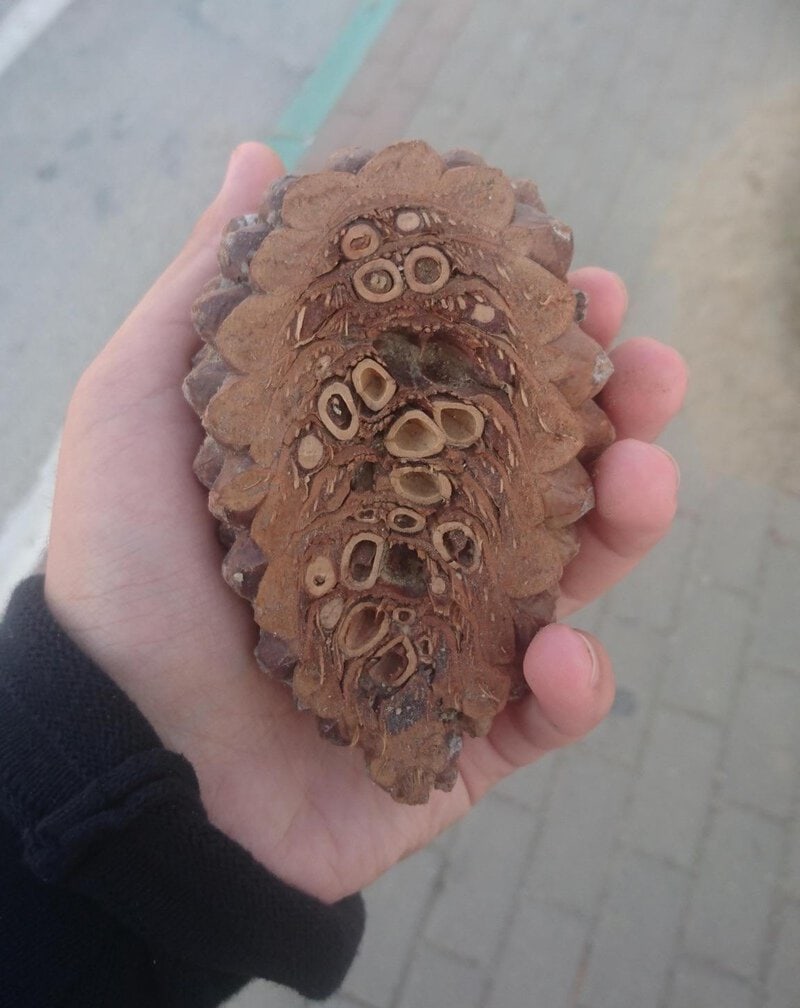 Hand holding a large, textured pine cone with circular patterns.