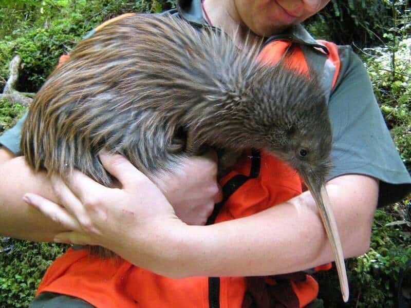 Person holding a large, brown, long-beaked bird in a forest setting.