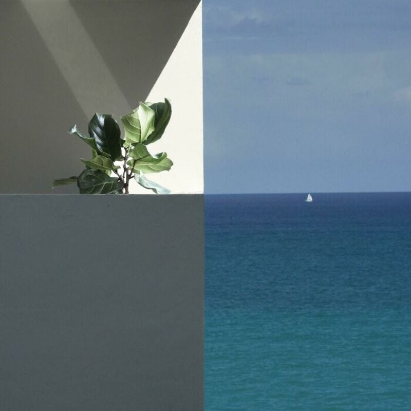 Plant on a ledge with ocean and sky in the background.