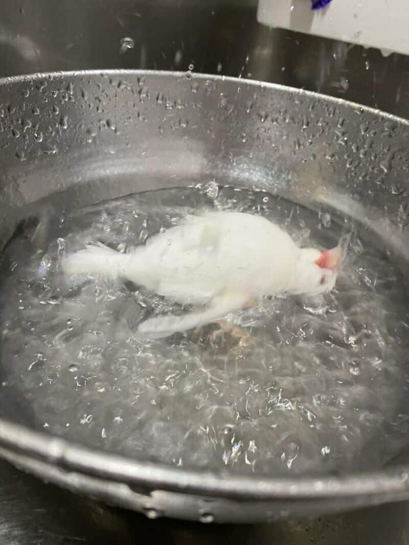 White cat floating in water in a metal sink, with water splashing around.