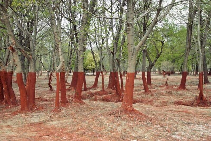 Trees with red-painted trunks in a forested area.