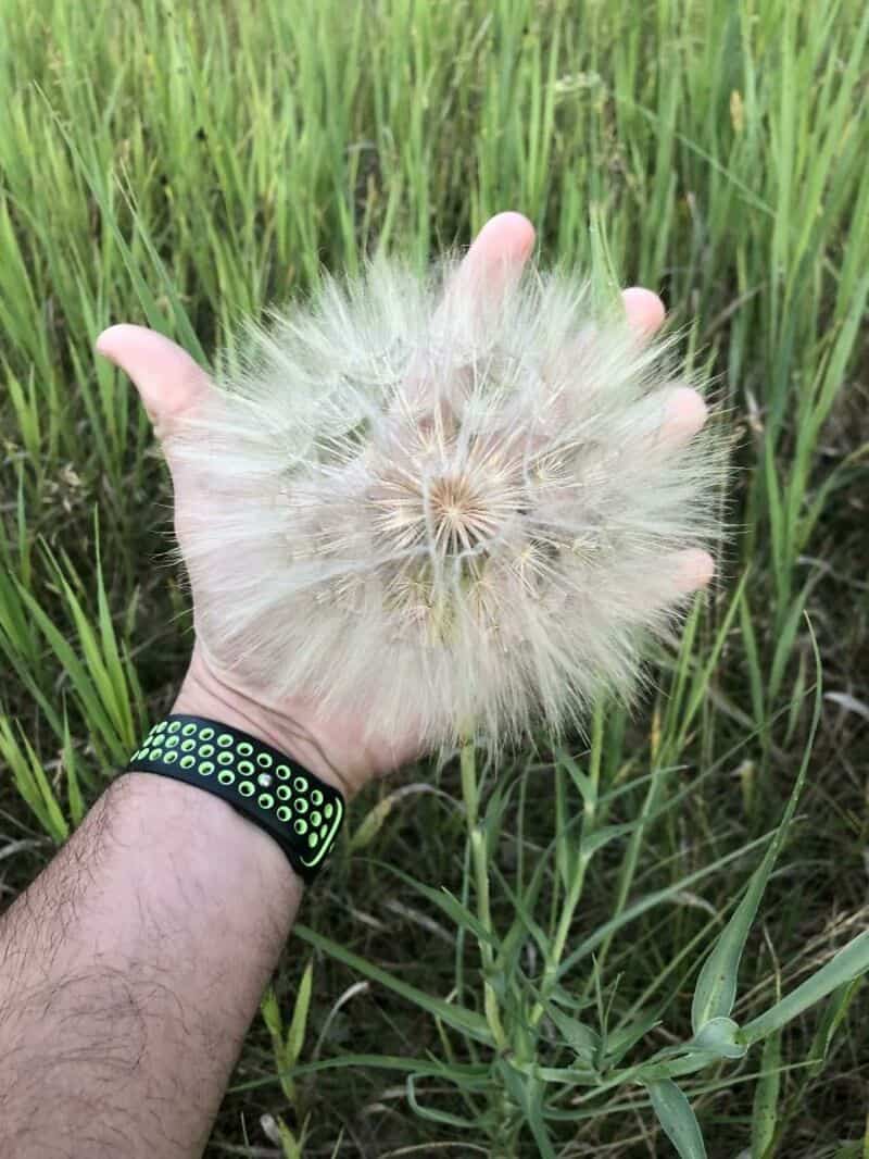 Hand holding a dandelion seed head in a grassy field.
