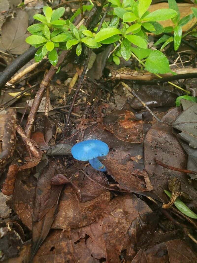Blue mushroom growing among brown leaves and green plants on forest floor.