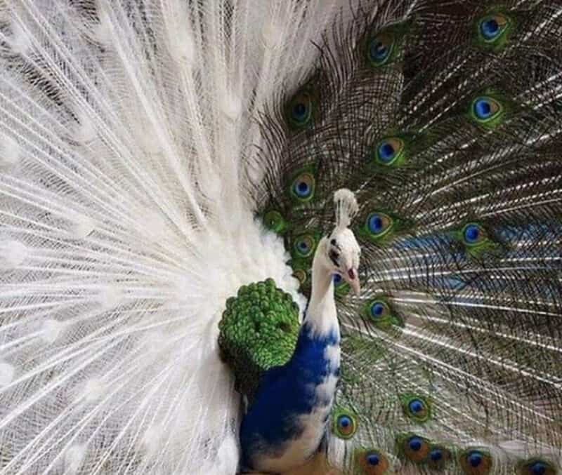Peacock displaying its colorful feathers with a green cluster on its back.