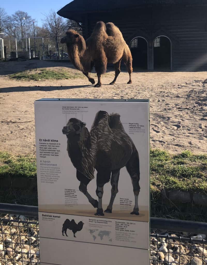 Two camels, one in the background and one in front of an informational sign.