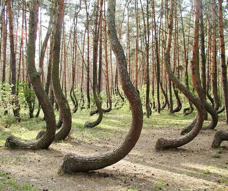 Curved trees in a forest with a dirt path, part of real-photos-look-fake post.