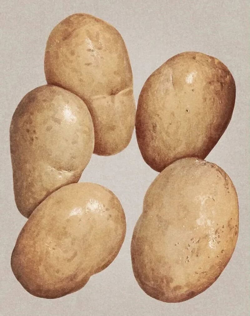 Five potatoes on a plain background.