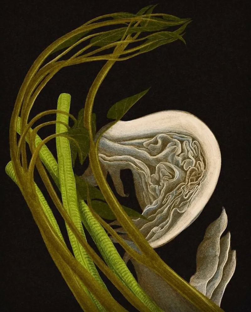 Close-up of a plant with green stems and leaves against a black background.