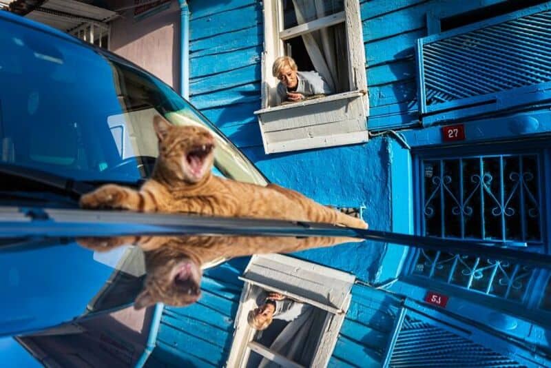 A cat yawns on a car hood with a person looking out of a window.