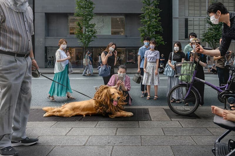 Dog lying on the street with people around, some taking photos, in an urban setting.
