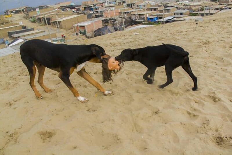 Two dogs playing tug-of-war with a toy on a sandy hill.