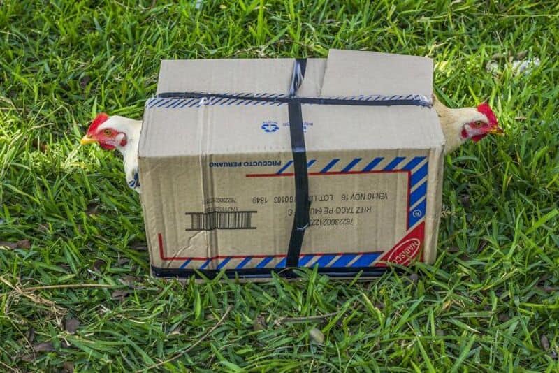 Box with chickens peeking out on grass, from unexpected-street-moments-the-edge-photography-awards-.