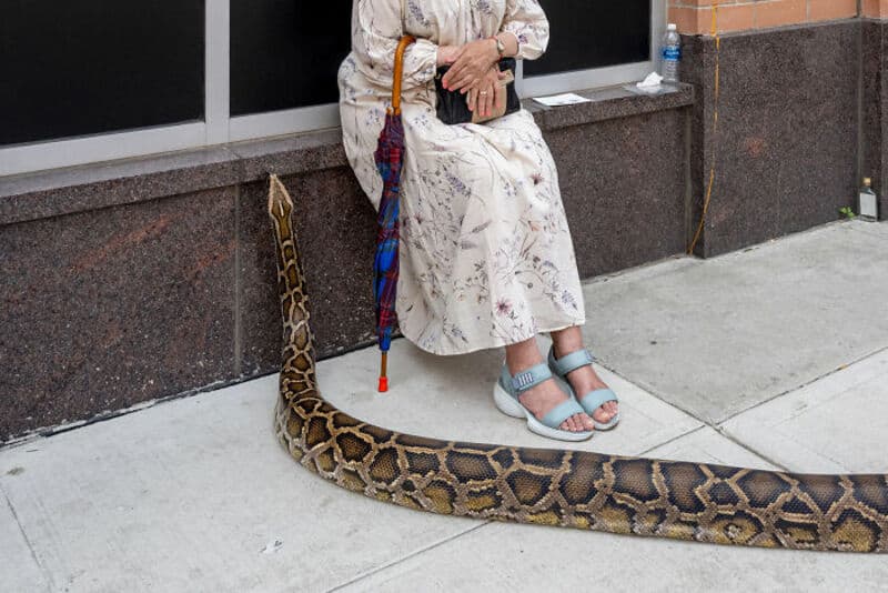 Person sitting on sidewalk with a large snake on the ground beside them.
