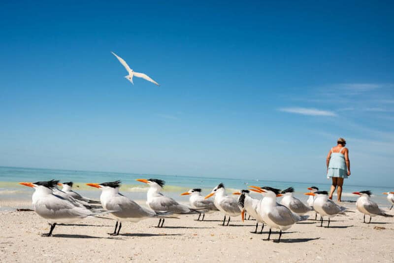 Seagulls on the beach with a woman and a flying bird in the sky.