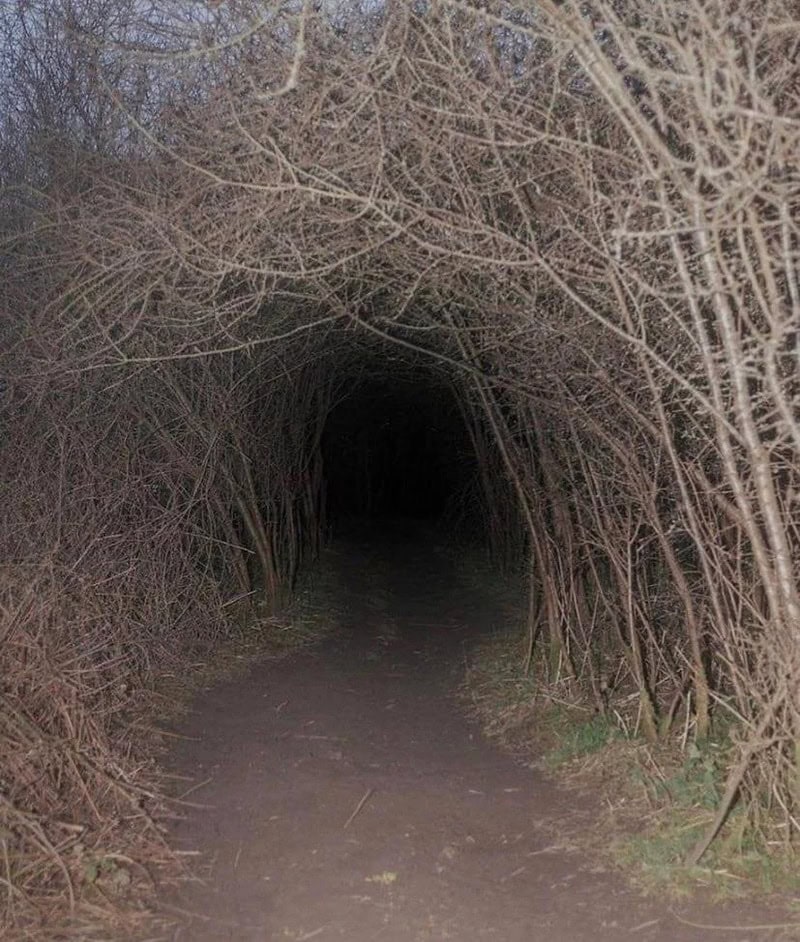 Dark tunnel through leafless branches in a wooded area.