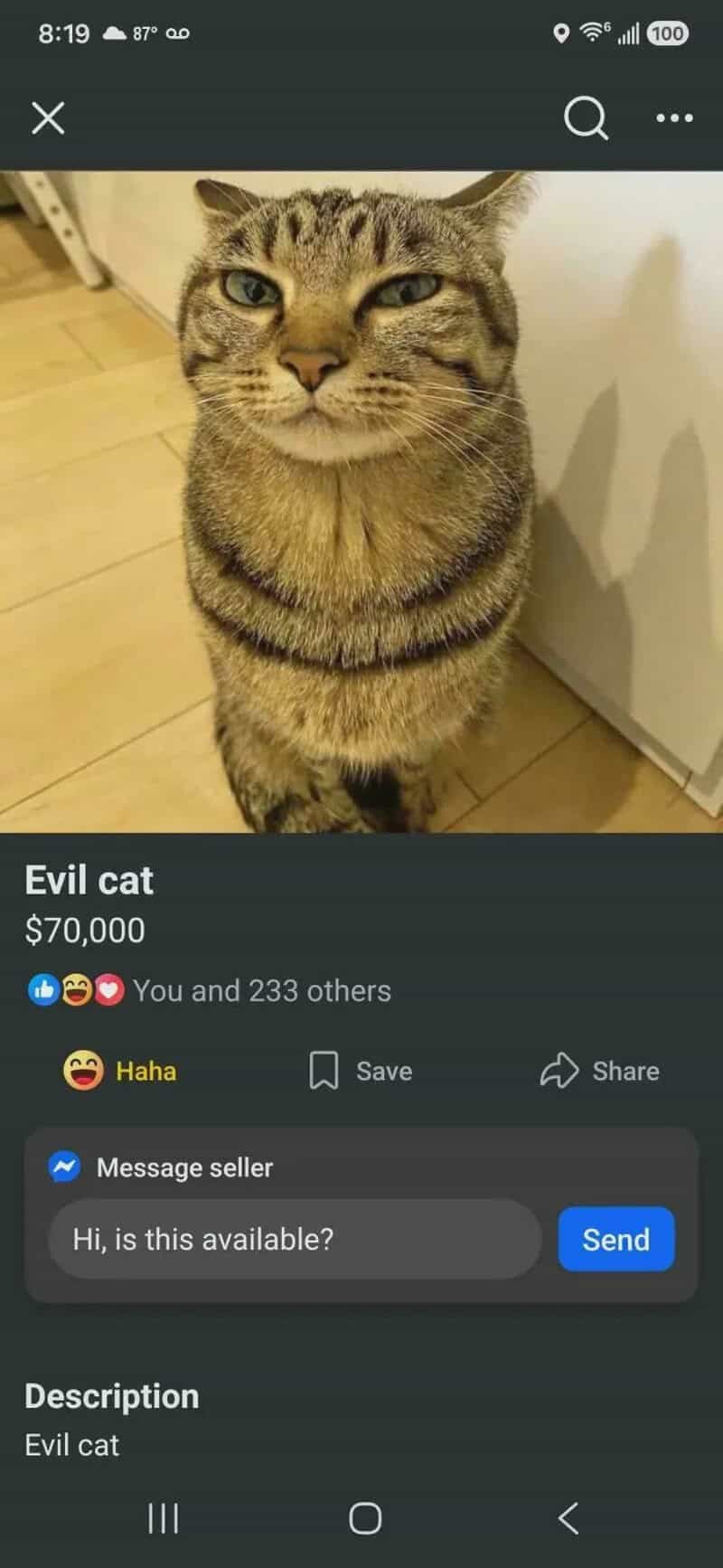 A tabby cat with a mischievous expression, sitting on a wooden floor.