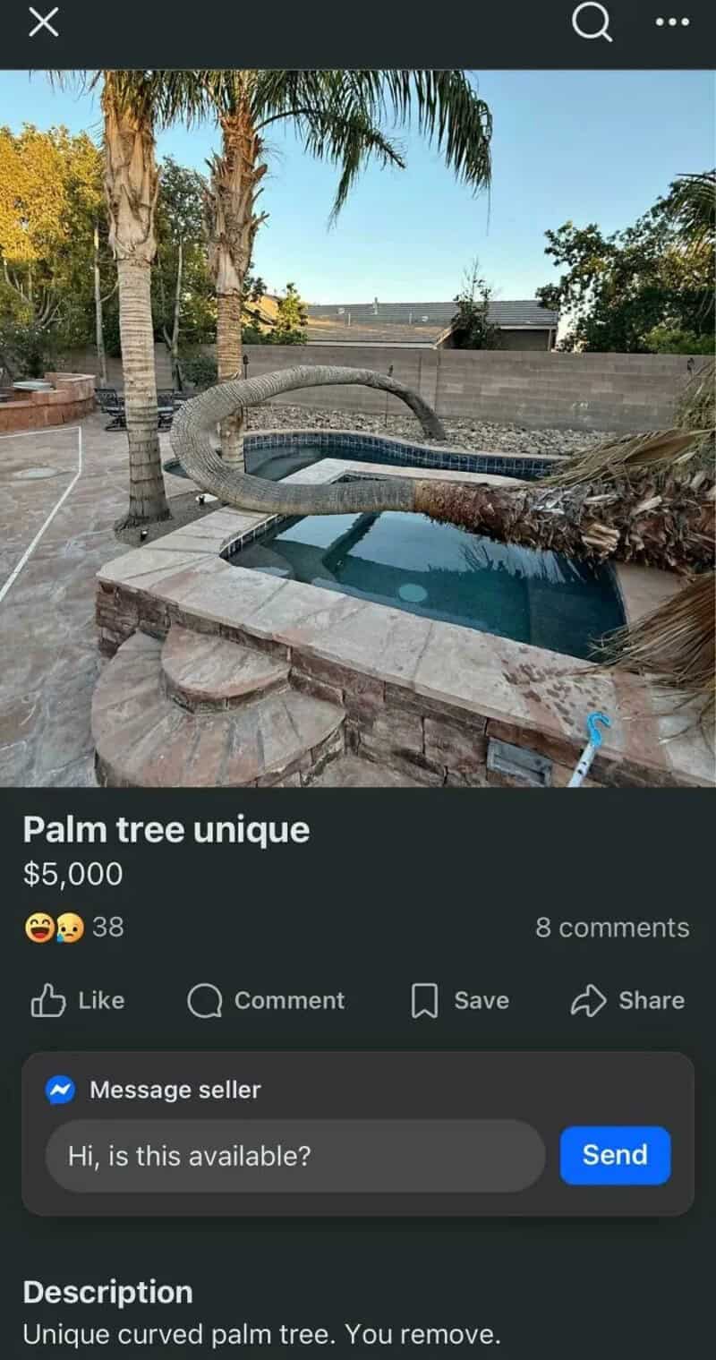 Unique curved palm tree in a pool with a brick border and surrounding trees.