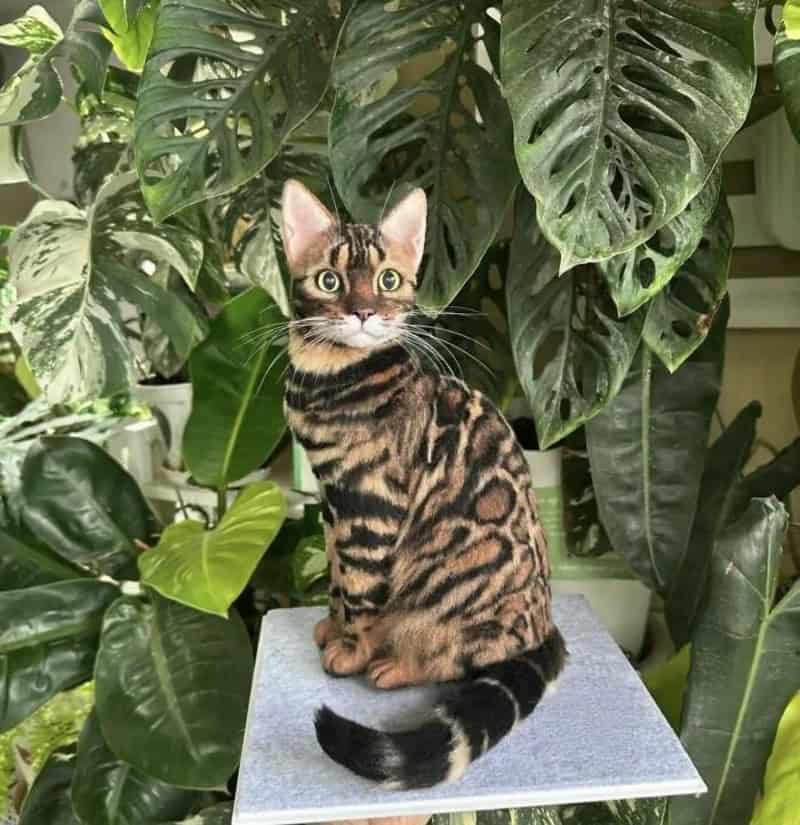 Cute Bengal kitten sitting on a gray platform among large green leaves.