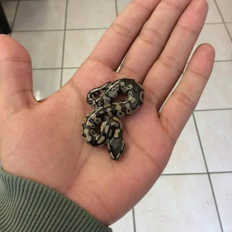 Small snake with black, brown, and cream patterns on a person's hand.