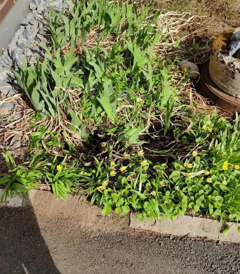 Garden with green plants, yellow flowers, and a stone border, in sunlight.