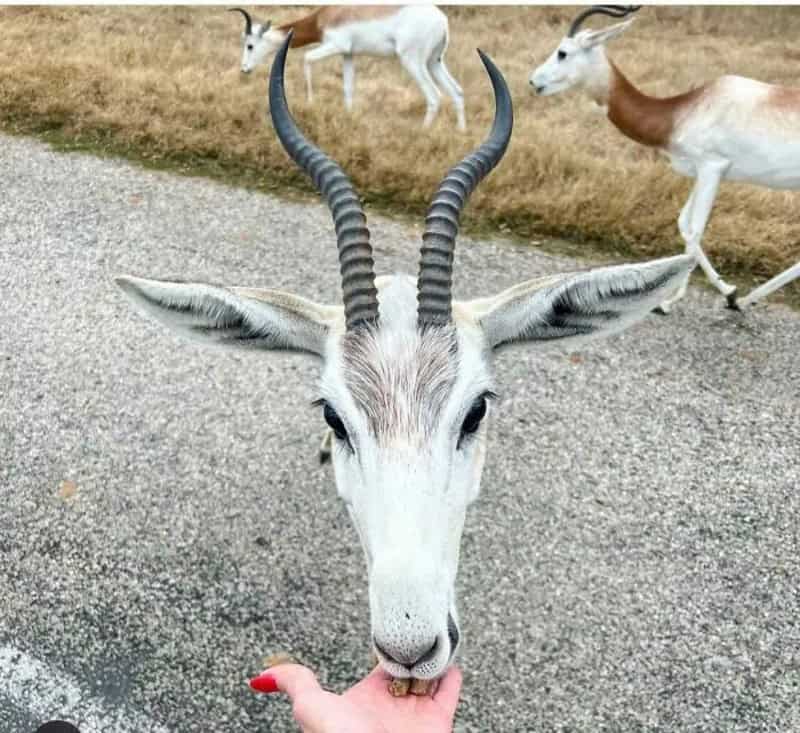 Close-up of a white antelope with long, curved horns and a person's finger near its nose.
