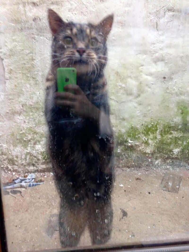 Cat looking at mirror with a green phone, behind glass with dirt and moss.