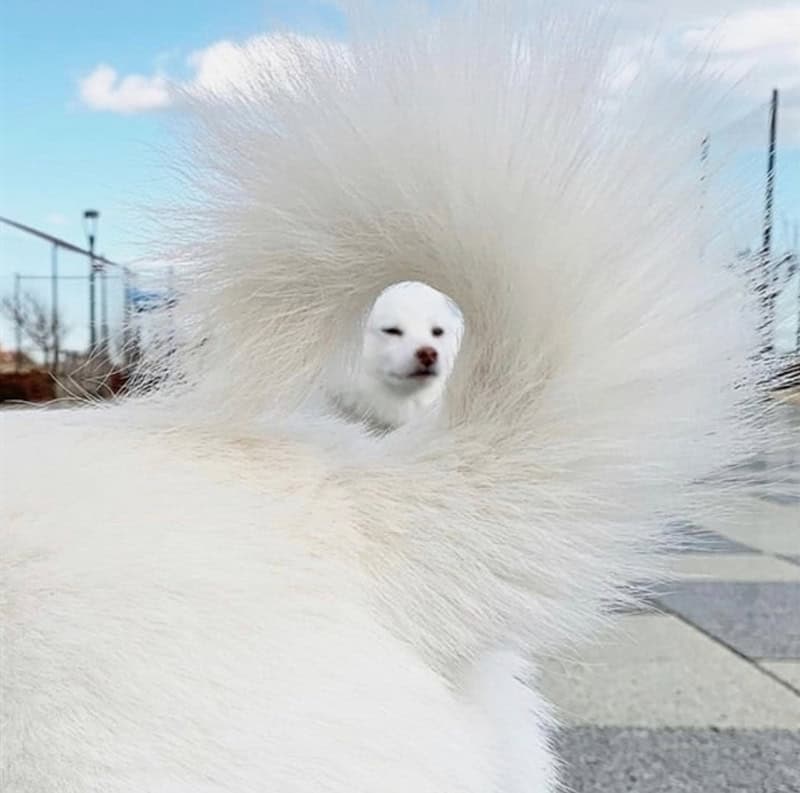 Dog's face seen through a fluffy white tail or fur, creating a confusing perspective.