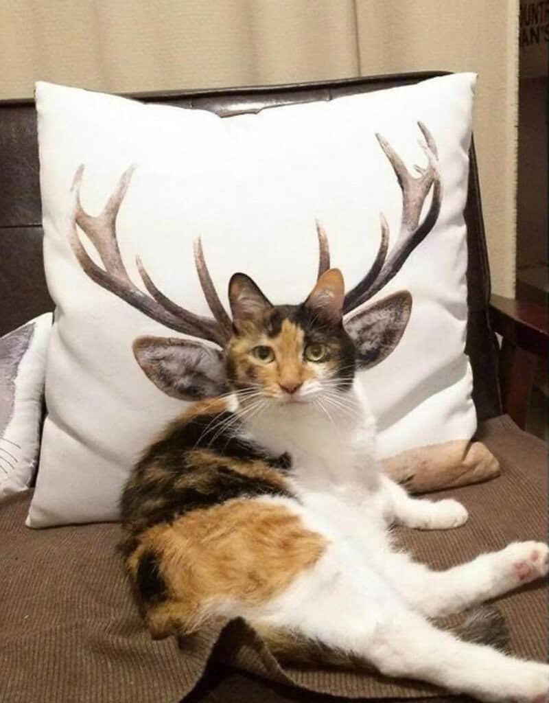 Calico cat sitting on a couch in front of a pillow with reindeer antlers design.