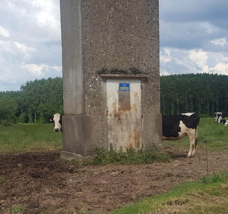 Cow peeking from behind a concrete pillar with a field and trees in the background.