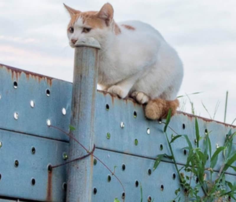 Cat with a fish in its mouth sitting on a metal fence.