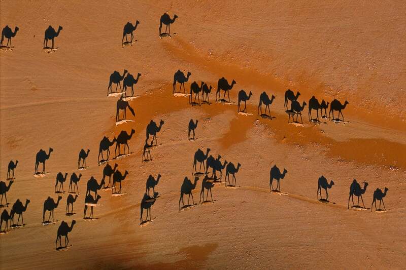 Camels walking across a desert with shadows creating a confusing perspective.