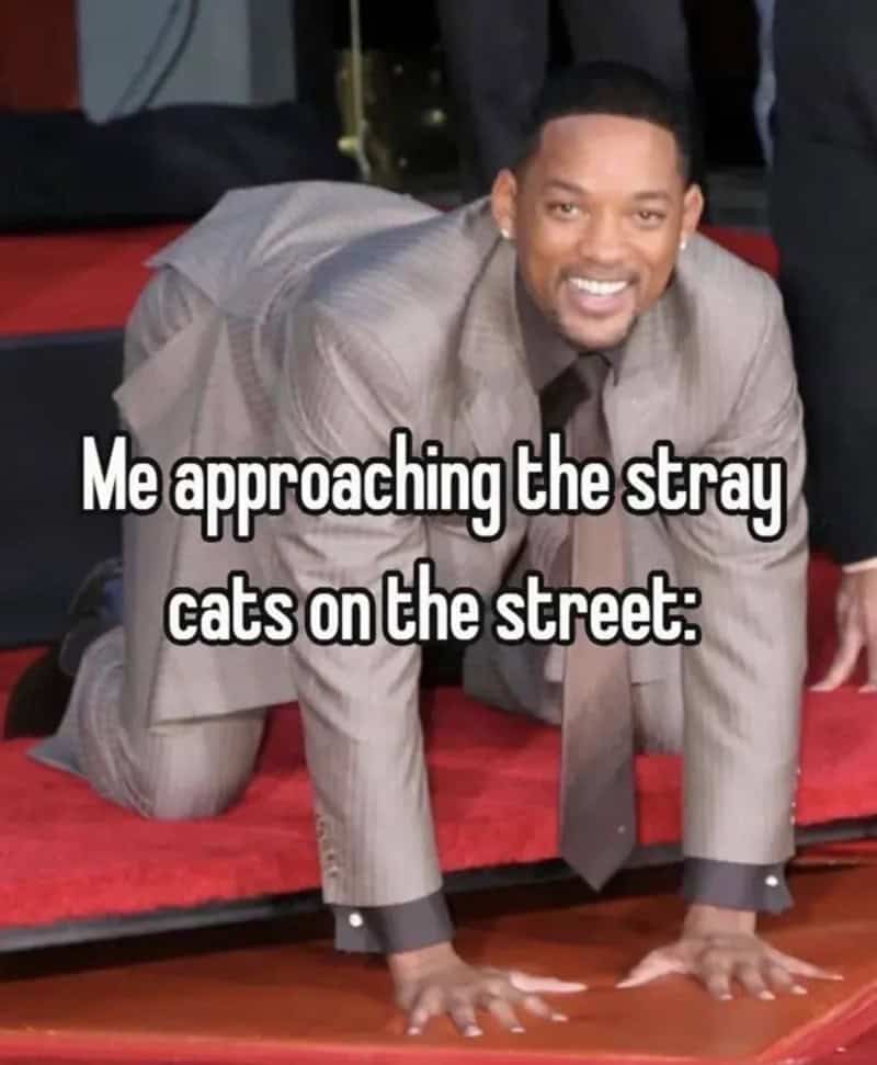 Man in a suit on all fours with text: 'Me approaching the stray cats on the street:'.