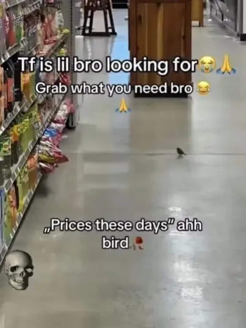 A small bird on a store floor with text about looking for and grabbing what you need.