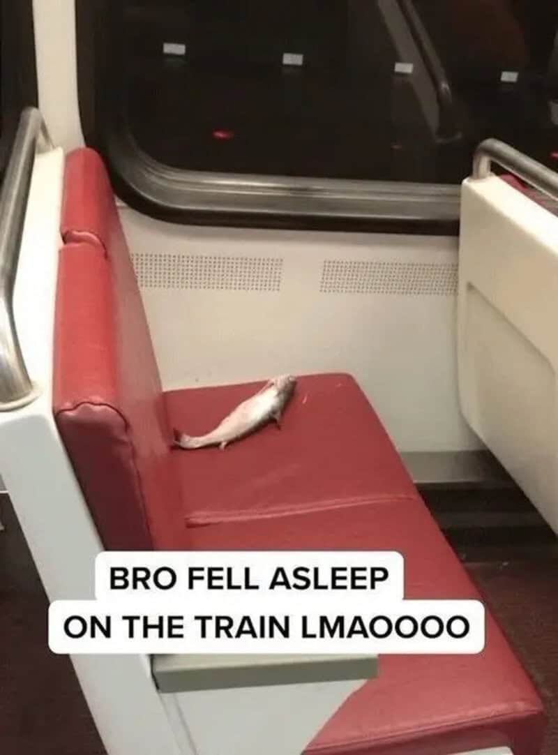A fish sleeping on a train seat with a caption about a bro falling asleep.