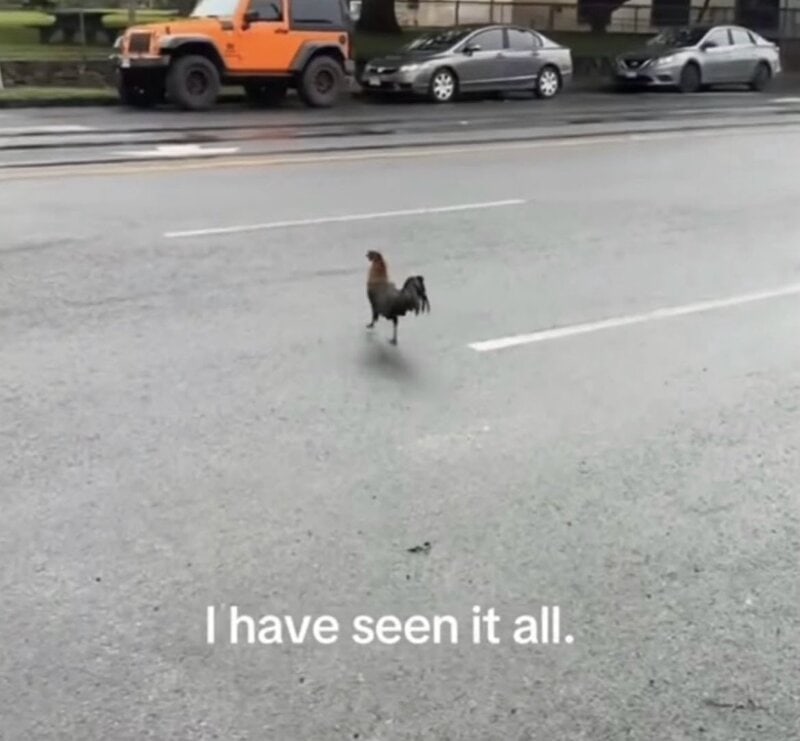 A small dog standing alone in the middle of a street with cars parked in the background.