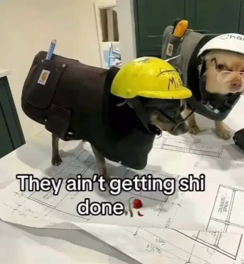 Dogs dressed as construction workers with helmets and tools, on a table with plans.