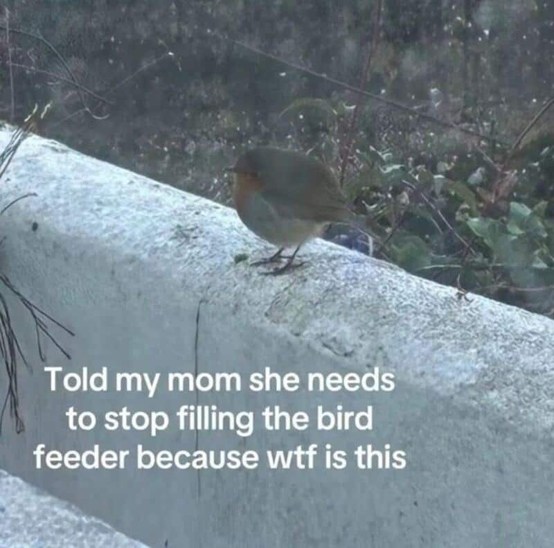 Bird sitting on a concrete ledge with a humorous message about bird feeders.